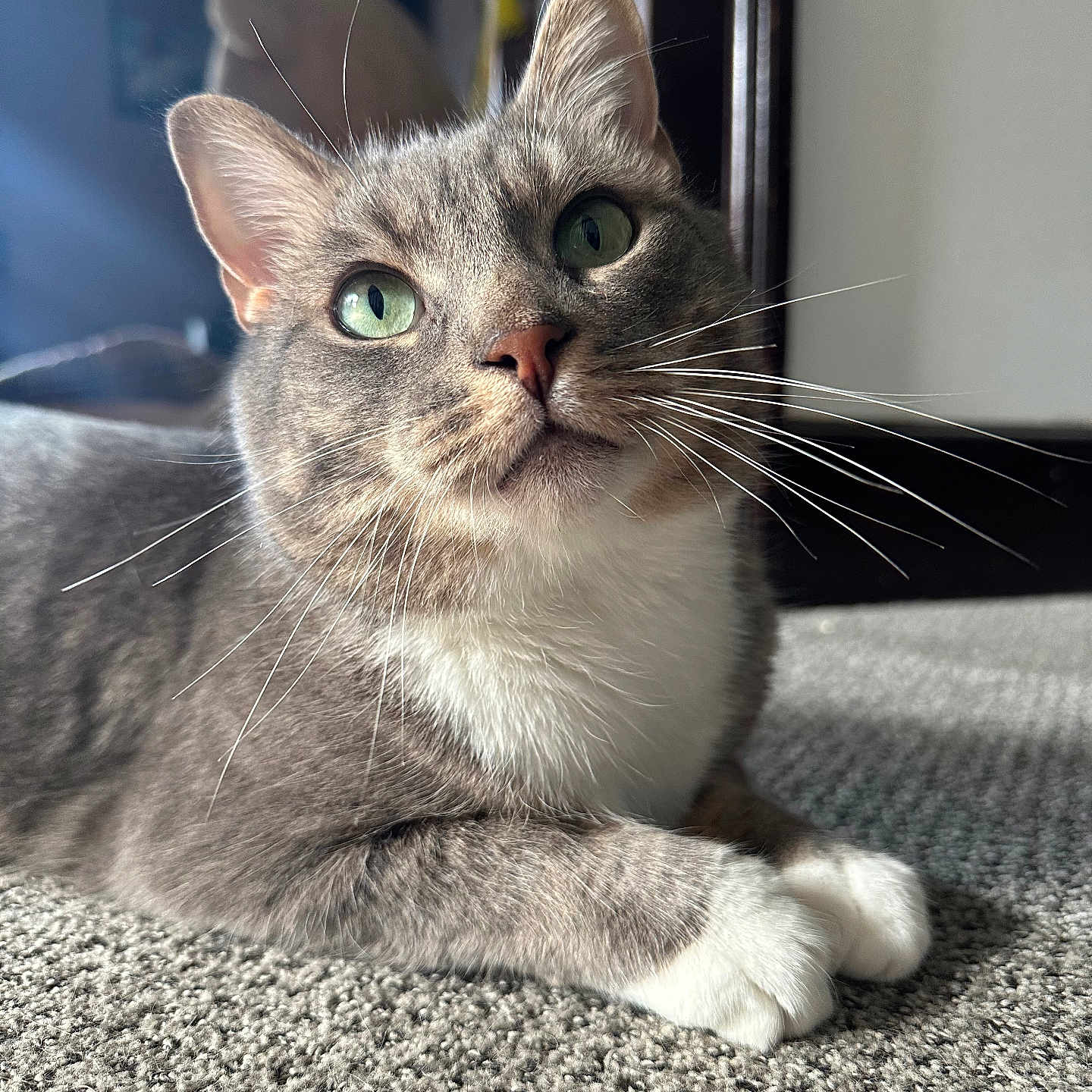 Fig Newton is registered to the contest to win money with this photo: abyssinian, angora, animal, cat, hardwood, kitten, manx, pet, siamese, wood