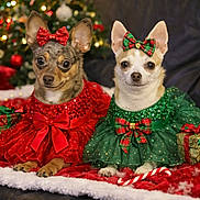 Reagan And Maya joined the competition — help win amazing prizes! chihuahua, dog, pet, holiday, christmas, dress, bow, red_dress, green_dress, candy_cane, gift, christmas_tree, decorations, lights, festive, cute, small_dog, indoor, blanket, holiday_season
