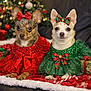 blanket, bow, candy_cane, chihuahua, christmas, christmas_tree, cute, decorations, dog, dress, festive, gift, green_dress, holiday, holiday_season, indoor, lights, pet, red_dress, small_dog