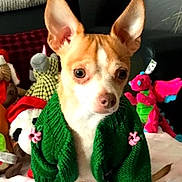 Reagan joined the competition — help win amazing prizes! animal, blanket, chihuahua, companion, cozy, curious, cute, dog, ears, green_sweater, indoor, knitted_clothing, pet, pink_flowers, plush_toys, small_dog, stuffed_toys, toy_dragon, toy_panda, toy_reindeer