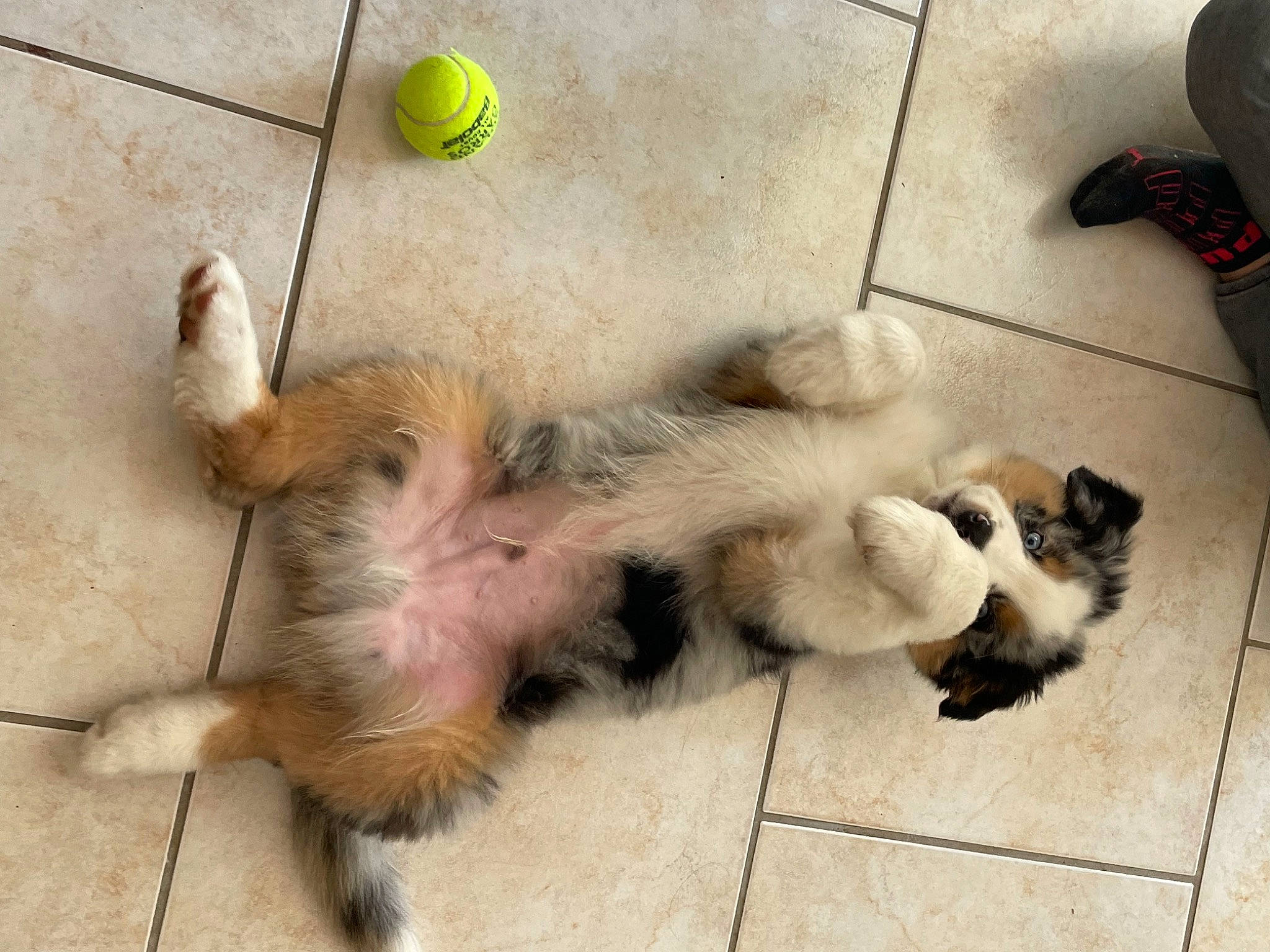 T Max a rejoint le concours — aidez-le/la à gagner de superbes lots ! ball, carnivore, cat, comfort, companion_dog, dog, dog_breed, fawn, felidae, floor, flooring, foot, fur, hardwood, mammal, paw, small_to_medium_sized_cats, tail, vertebrate, whiskers