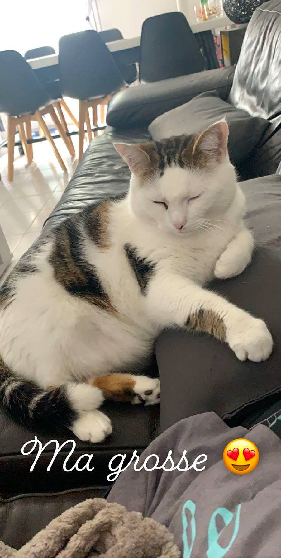 Chi participe au concours pour gagner de l'argent avec cette photo : aegean_cat, american_shorthair, american_wirehair, asian, carnivore, cat, domestic_short_haired_cat, european_shorthair, felidae, kitten, mammal, paw, photo_caption, photography, polydactyl_cat, small_to_medium_sized_cats, whiskers