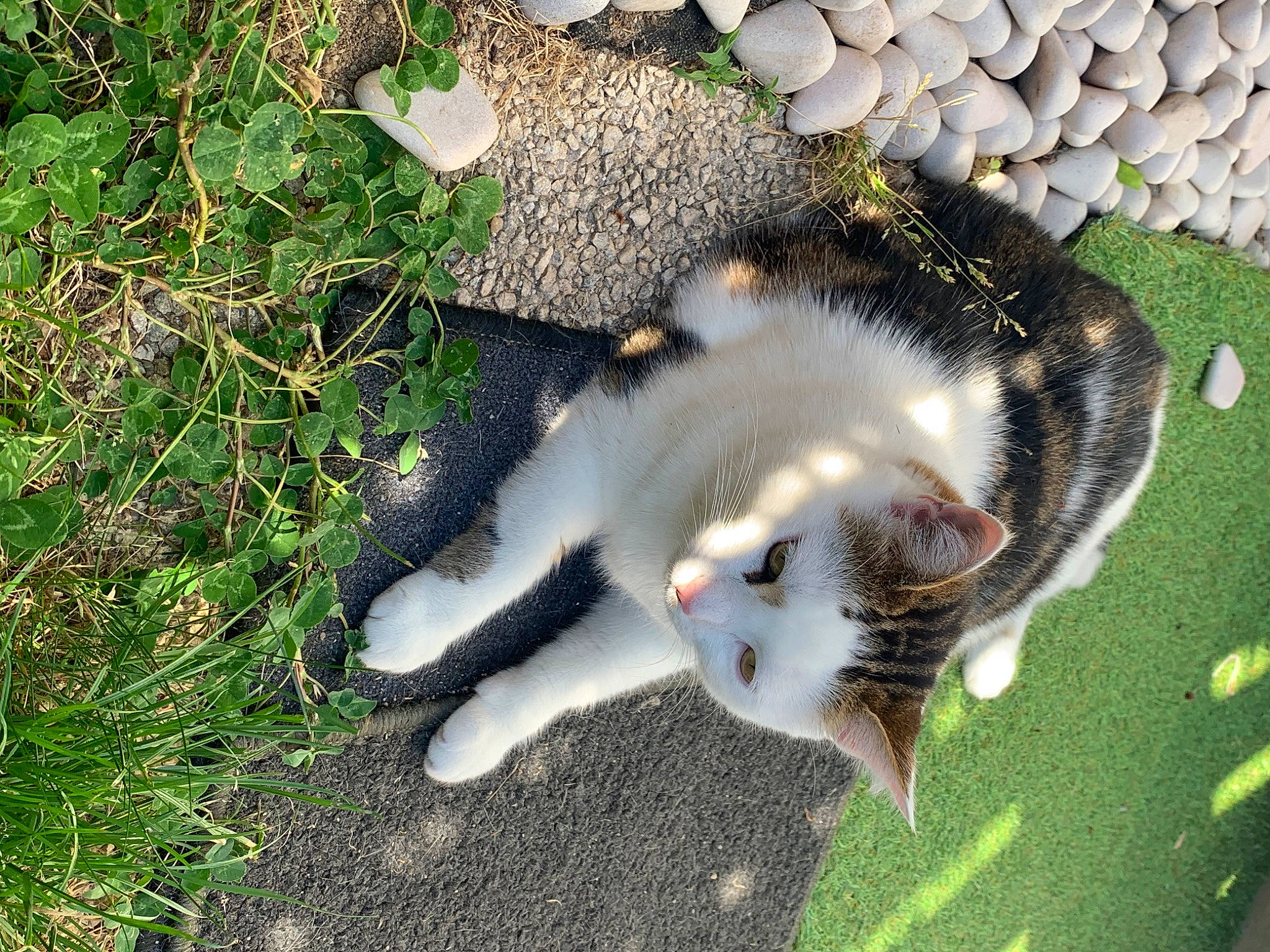 Chi participe au concours pour gagner de l'argent avec cette photo : aegean_cat, american_wirehair, carnivore, cat, domestic_short_haired_cat, european_shorthair, felidae, grass, paw, plant, polydactyl_cat, small_to_medium_sized_cats, tail, whiskers