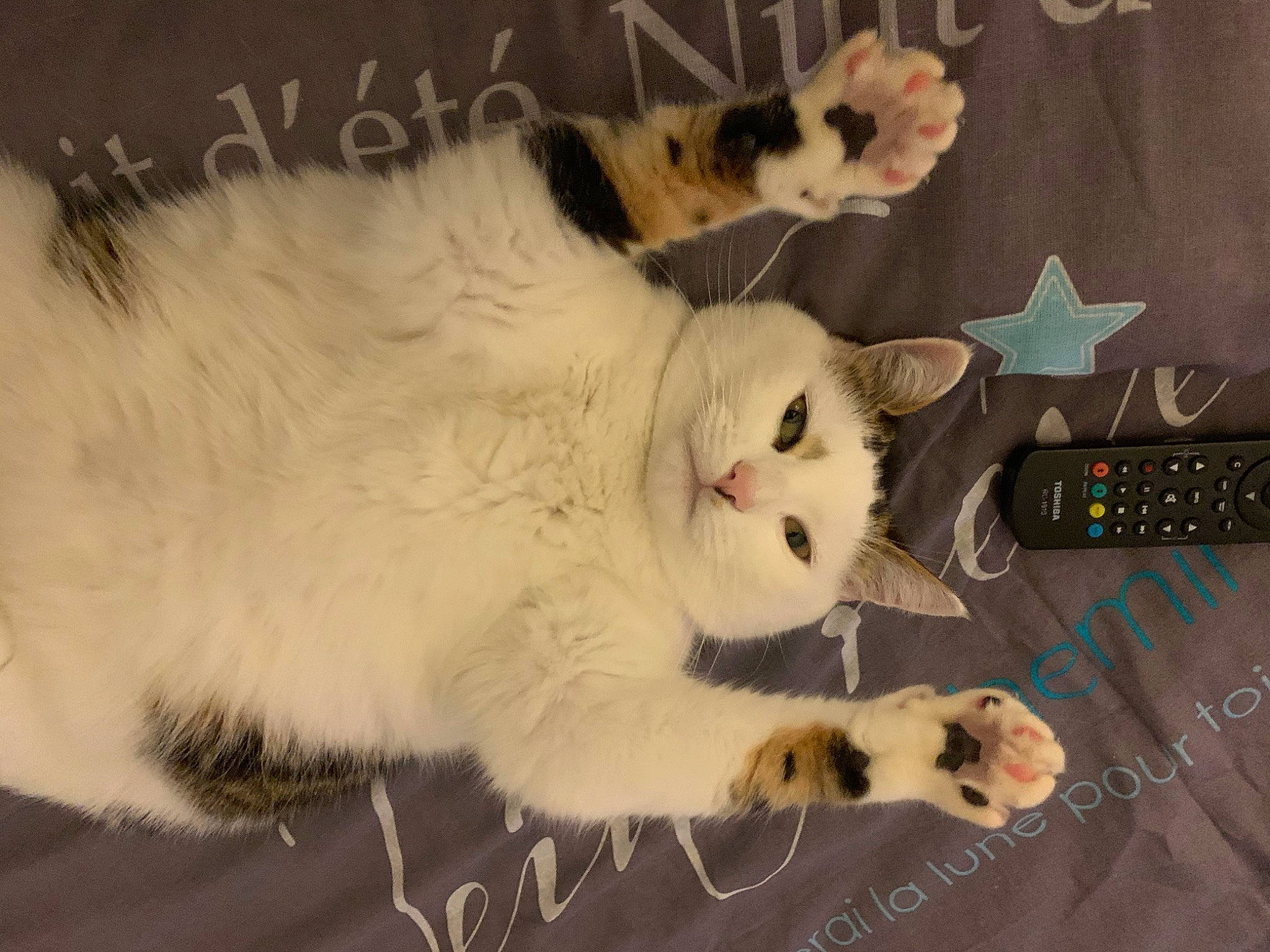 Chi a rejoint le concours — aidez-le/la à gagner de superbes lots ! aegean_cat, american_curl, asian, carnivore, cat, claw, domestic_short_haired_cat, felidae, fur, japanese_bobtail, kitten, mammal, paw, photo_caption, polydactyl_cat, small_to_medium_sized_cats, snout, turkish_angora, turkish_van, whiskers