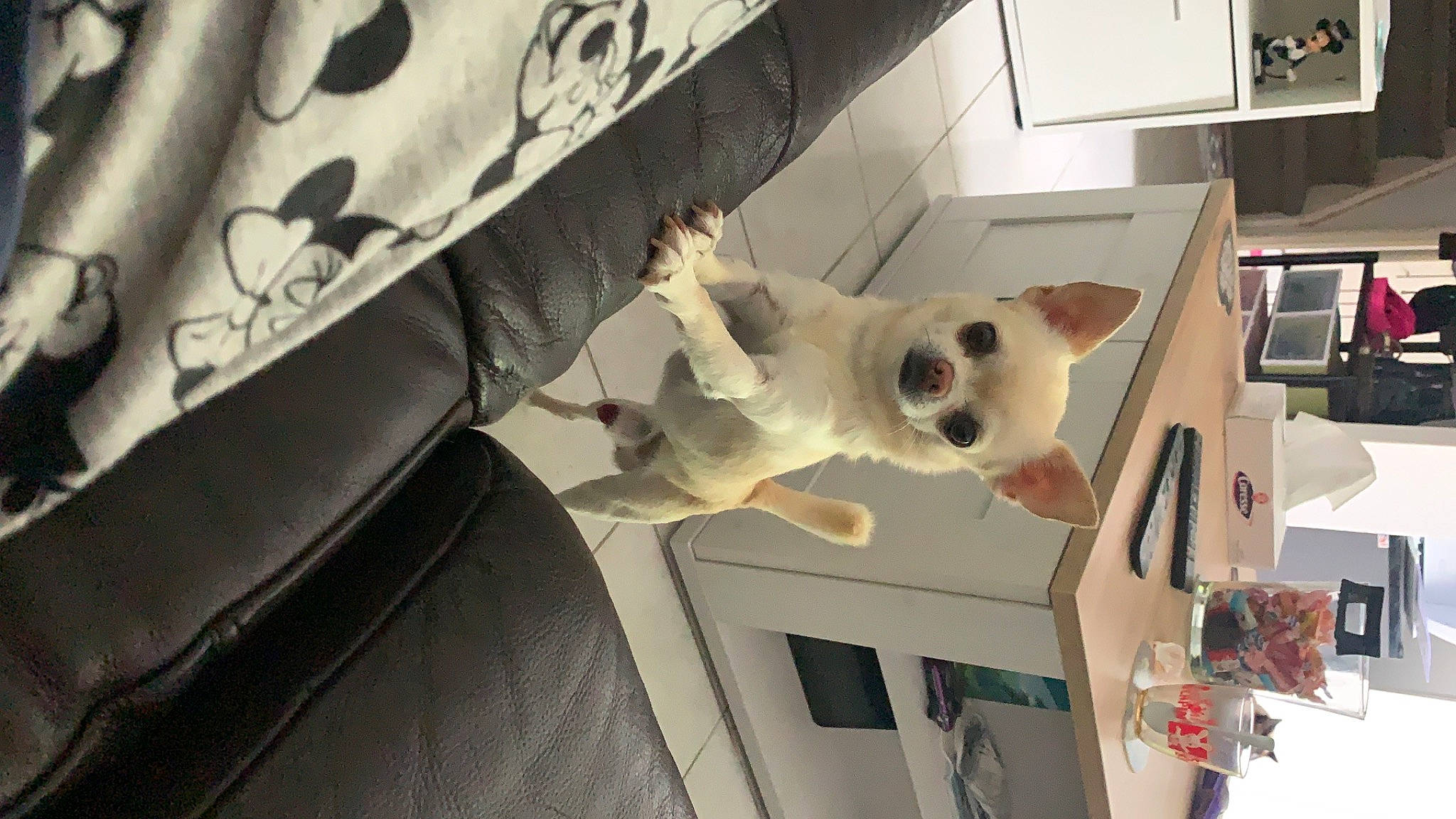 Mao participe au concours pour gagner de l'argent avec cette photo : carnivore, cat, fawn, felidae, kitten, small_to_medium_sized_cats, turkish_angora, turkish_van, whiskers