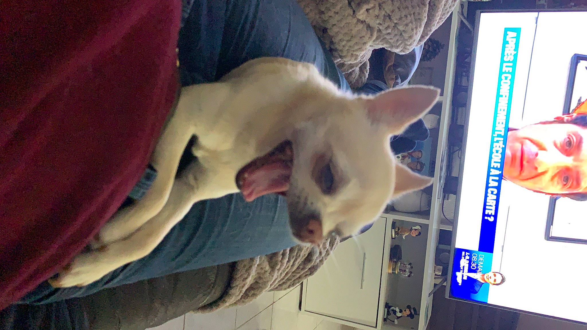 Mao a rejoint le concours — aidez-le/la à gagner de superbes lots ! canidae, carnivore, cat, dog_breed, fawn, felidae, mammal, non_sporting_group, small_to_medium_sized_cats, vertebrate