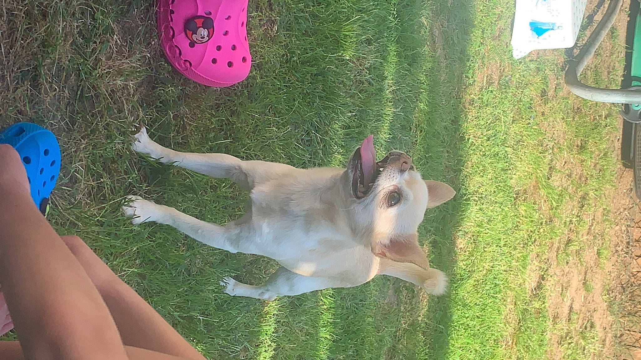 Mao participe au concours pour gagner de l'argent avec cette photo : canidae, carnivore, dog, dog_breed, fawn, grass, guard_dog, non_sporting_group, tail