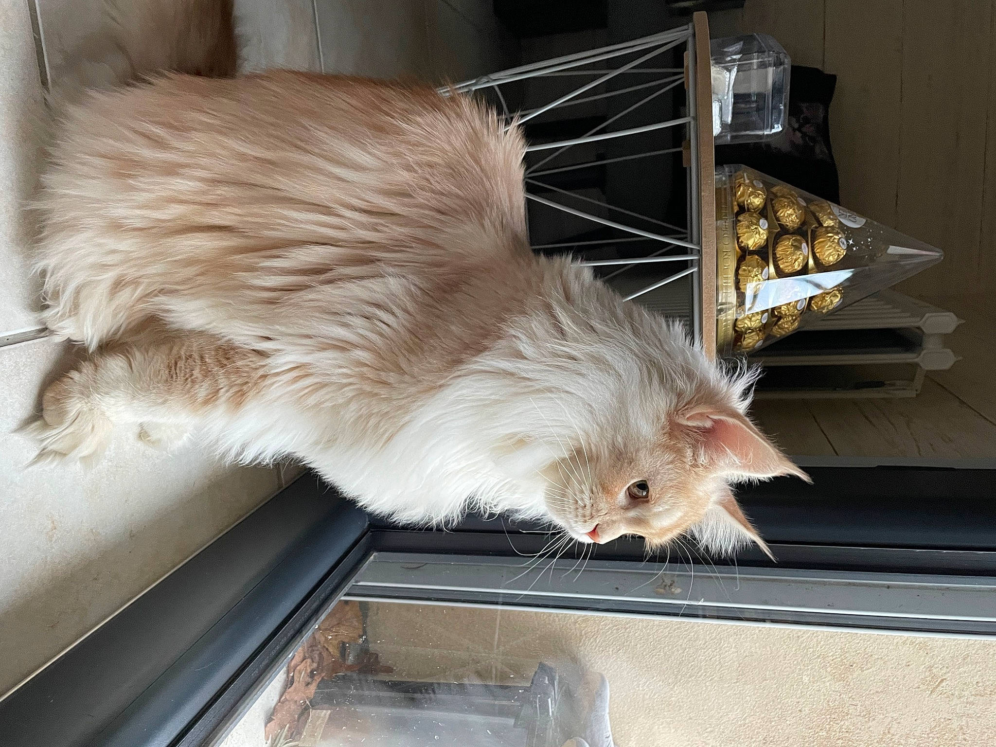 Chamou participe au concours pour gagner de l'argent avec cette photo : carnivore, cat, claw, fawn, felidae, fur, hamster, marsupial, muridae, muroidea, pest, rat, rodent, service, small_to_medium_sized_cats, tail, whiskers