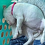 White Girl is registered to the contest to win money with this photo: animal, blanket, collar, cozy, cute, dog, fleece, fur, indoor, laundry_basket, paw, pet, pink, polka_dot, puppy, relaxing, resting, sleeping, turquoise, white