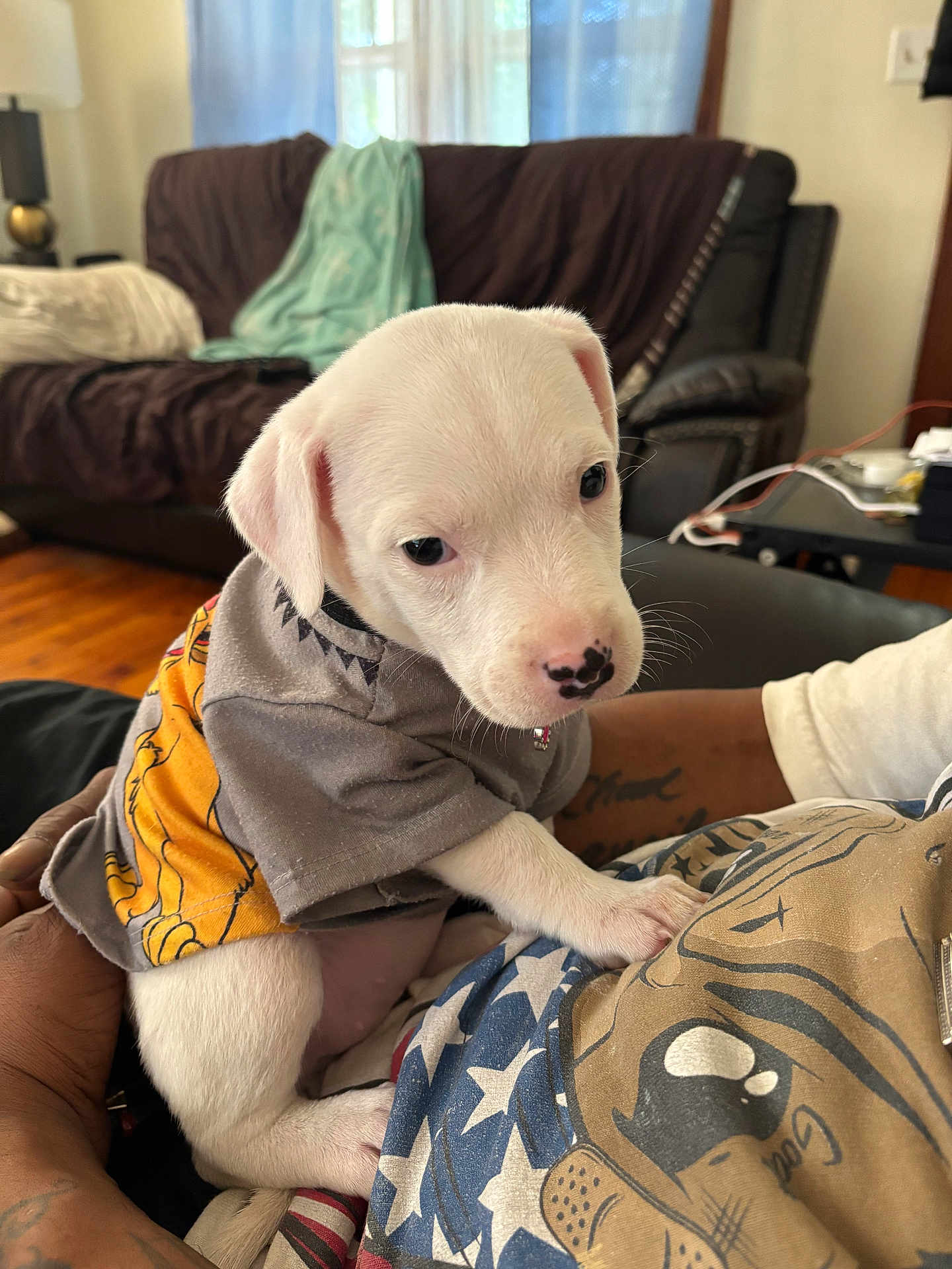 White Girl is registered to the contest to win money with this photo: animal, closeup, companion, couch, cozy, curtain, cute, dog, floor, furniture, hand, indoor, living_room, person, pet, puppy, shirt, tattoo, white_dog, window