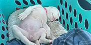 White Girl joined the competition — help win amazing prizes! animal, blanket, car_interior, collar, comfort, cozy, cute, cute_pet, dog, indoor, laundry_basket, napping, pet, puppy, relaxing, resting, sleeping, small_dog, soft, white_dog