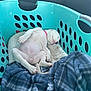 animal, blanket, car_interior, collar, comfort, cozy, cute, cute_pet, dog, indoor, laundry_basket, napping, pet, puppy, relaxing, resting, sleeping, small_dog, soft, white_dog