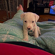 White Girl joined the competition — help win amazing prizes! animal, baby_gate, blanket, collar, cozy, cute, dog, foot, furniture, indoor, lap, living_room, person, pet, puppy, red_clothing, relaxing, television, white_dog, wood_floor
