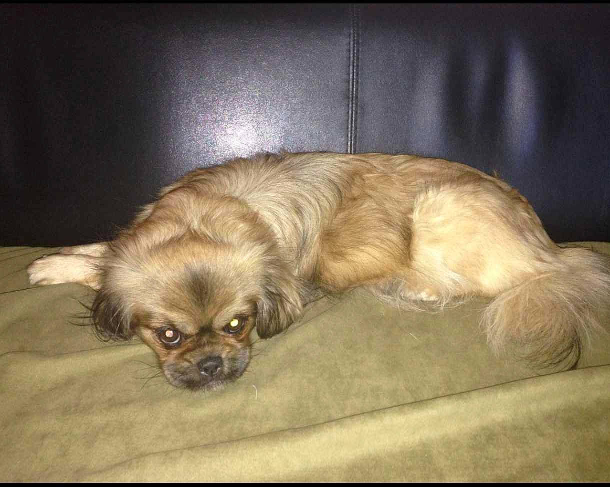 Fifi participe au concours pour gagner de l'argent avec cette photo : bed, canidae, carnivore, comfort, companion_dog, dog, dog_breed, dog_supply, fawn, fur, liver, nap, paw, sleep, snout, sporting_group, tibetan_spaniel, toy_dog, whiskers, working_animal