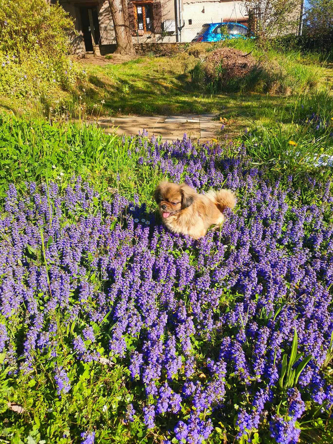 Fifi participe au concours pour gagner de l'argent avec cette photo : annual_plant, botany, fawn, field, flower, flowering_plant, garden, grass, grass_family, groundcover, herbaceous_plant, landscape, meadow, natural_landscape, plant, purple, shrub, tree, window, wood
