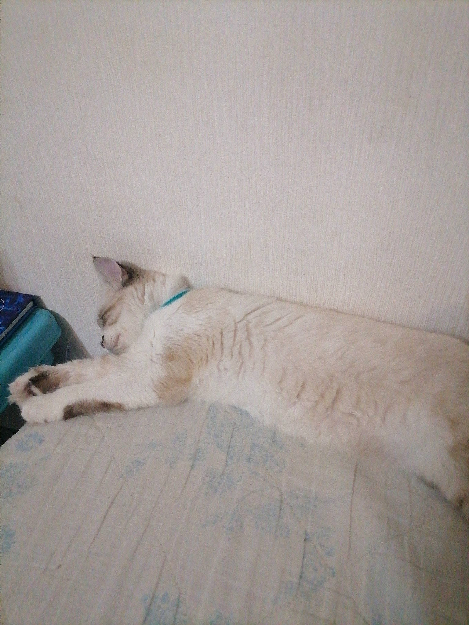 Perle a rejoint le concours — aidez-le/la à gagner de superbes lots ! bedding, carnivore, cat, comfort, domestic_short_haired_cat, fawn, felidae, flooring, fur, hardwood, house, linens, paw, room, small_to_medium_sized_cats, tail, whiskers, window, wood, wood_flooring