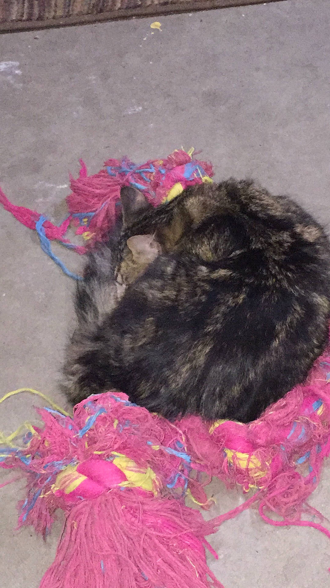 Rose is registered to the contest to win money with this photo: art, creative_arts, dog_breed, fashion_accessory, feather, fur, hair_accessory, liver, magenta, mammal, natural_material, pattern, pink, purple, road_surface, tail, thread, visual_arts, wool, woolen