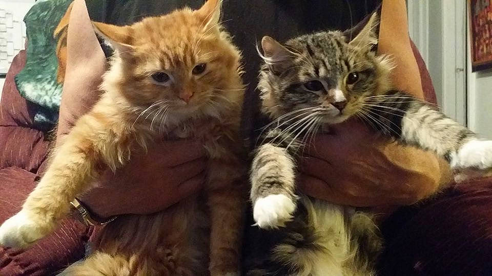 Rose is registered to the contest to win money with this photo: carnivore, cat, claw, comfort, couch, domestic_short_haired_cat, fawn, felidae, fur, gesture, paw, small_to_medium_sized_cats, snout, tail, tree, vertebrate, whiskers, window