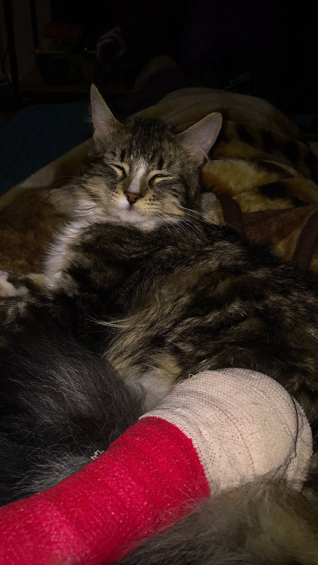 Rose is registered to the contest to win money with this photo: carnivore, cat, claw, comfort, domestic_short_haired_cat, felidae, foot, fur, human_leg, lap, nap, paw, sleep, small_to_medium_sized_cats, snout, tail, terrestrial_animal, tree, whiskers