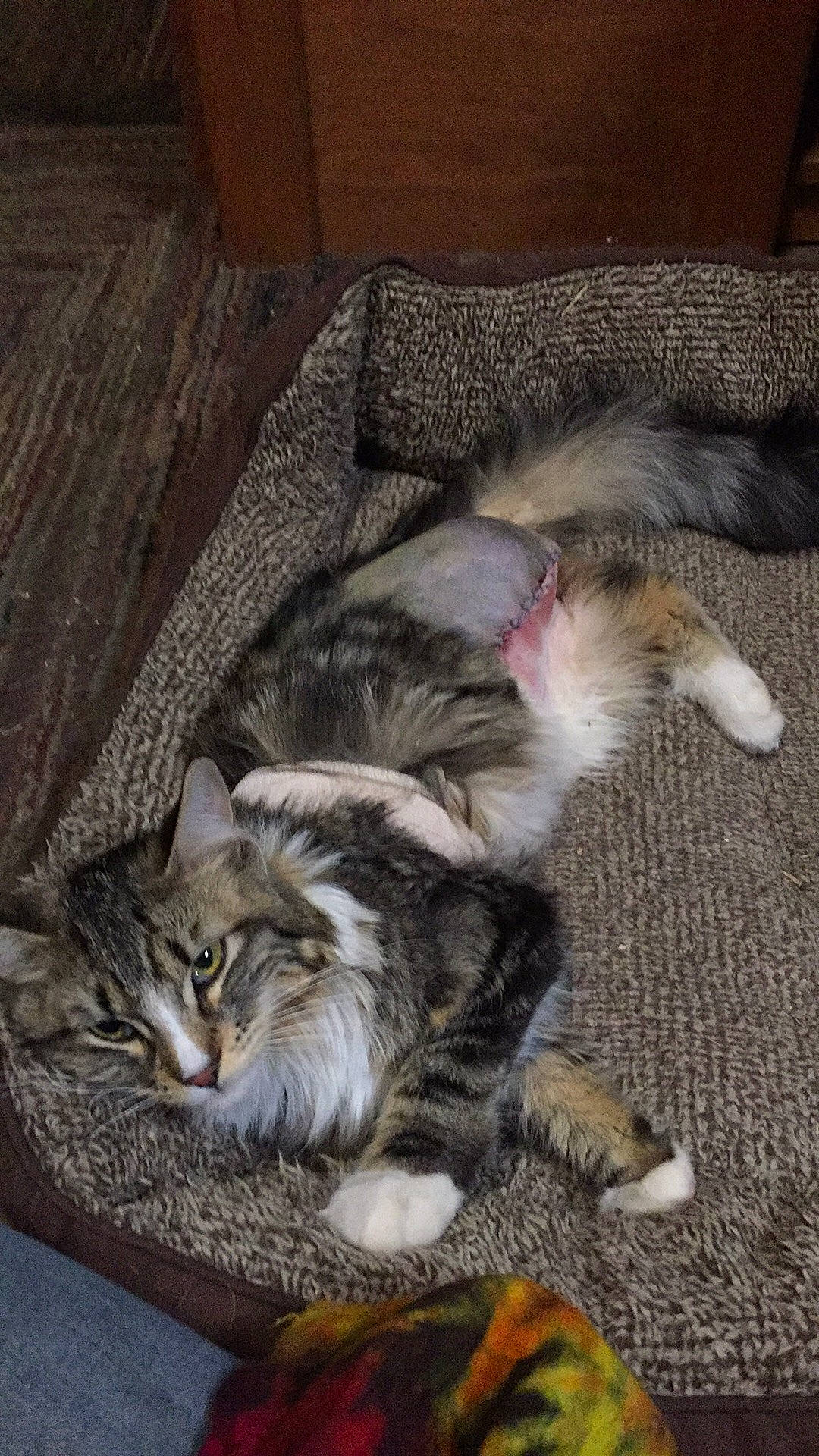 Rose joined the competition — help win amazing prizes! carnivore, cat, cat_toy, claw, comfort, domestic_short_haired_cat, felidae, fur, hardwood, paw, plant, small_to_medium_sized_cats, tail, whiskers, wood