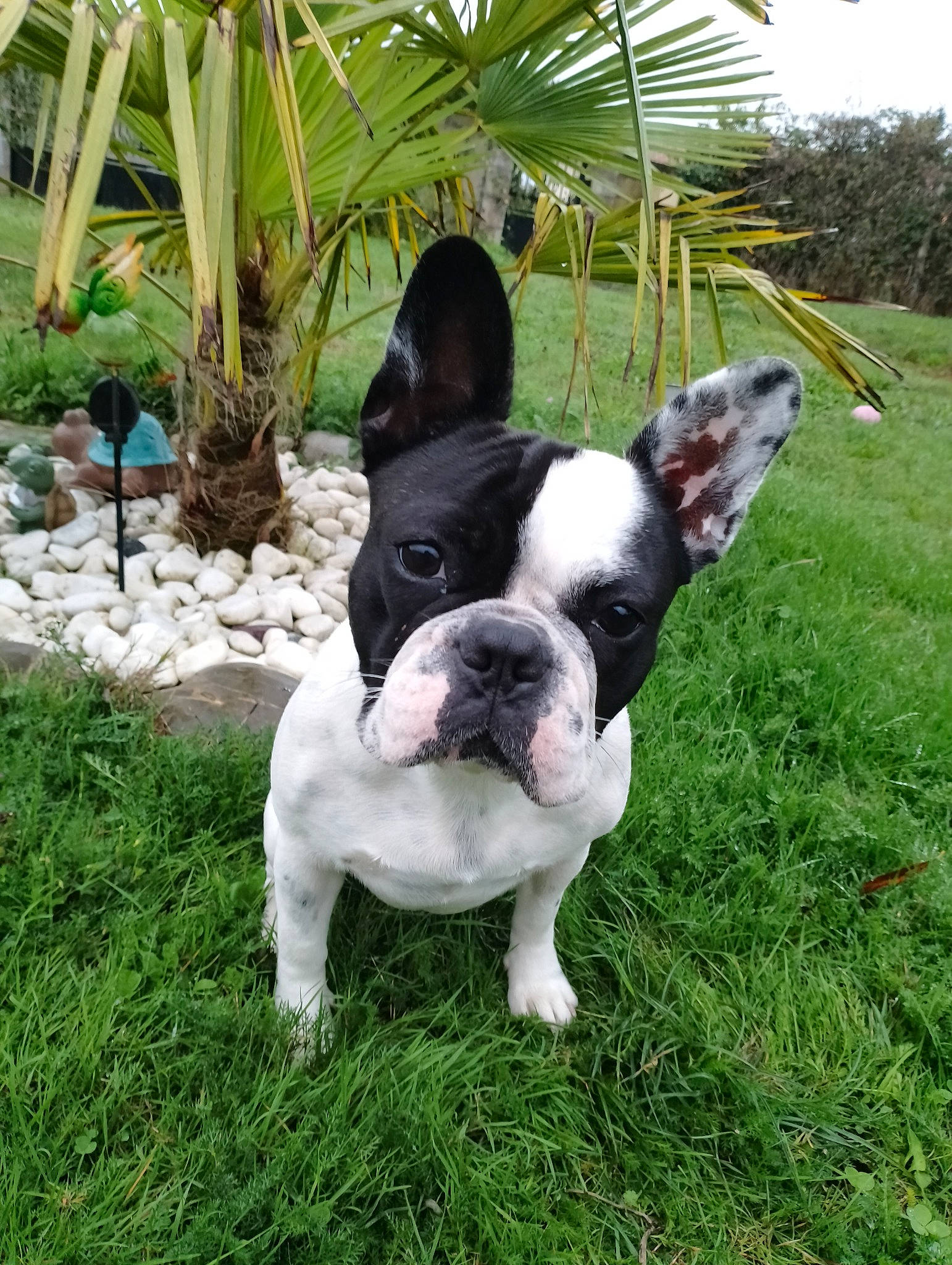 Sushi participe au concours pour gagner de l'argent avec cette photo : arecales, boston_terrier, bulldog, carnivore, companion_dog, dog, dog_breed, fawn, french_bulldog, grass, groundcover, molosser, non_sporting_group, palm_tree, plant, terrestrial_animal, toy_dog, tree, whiskers, working_animal