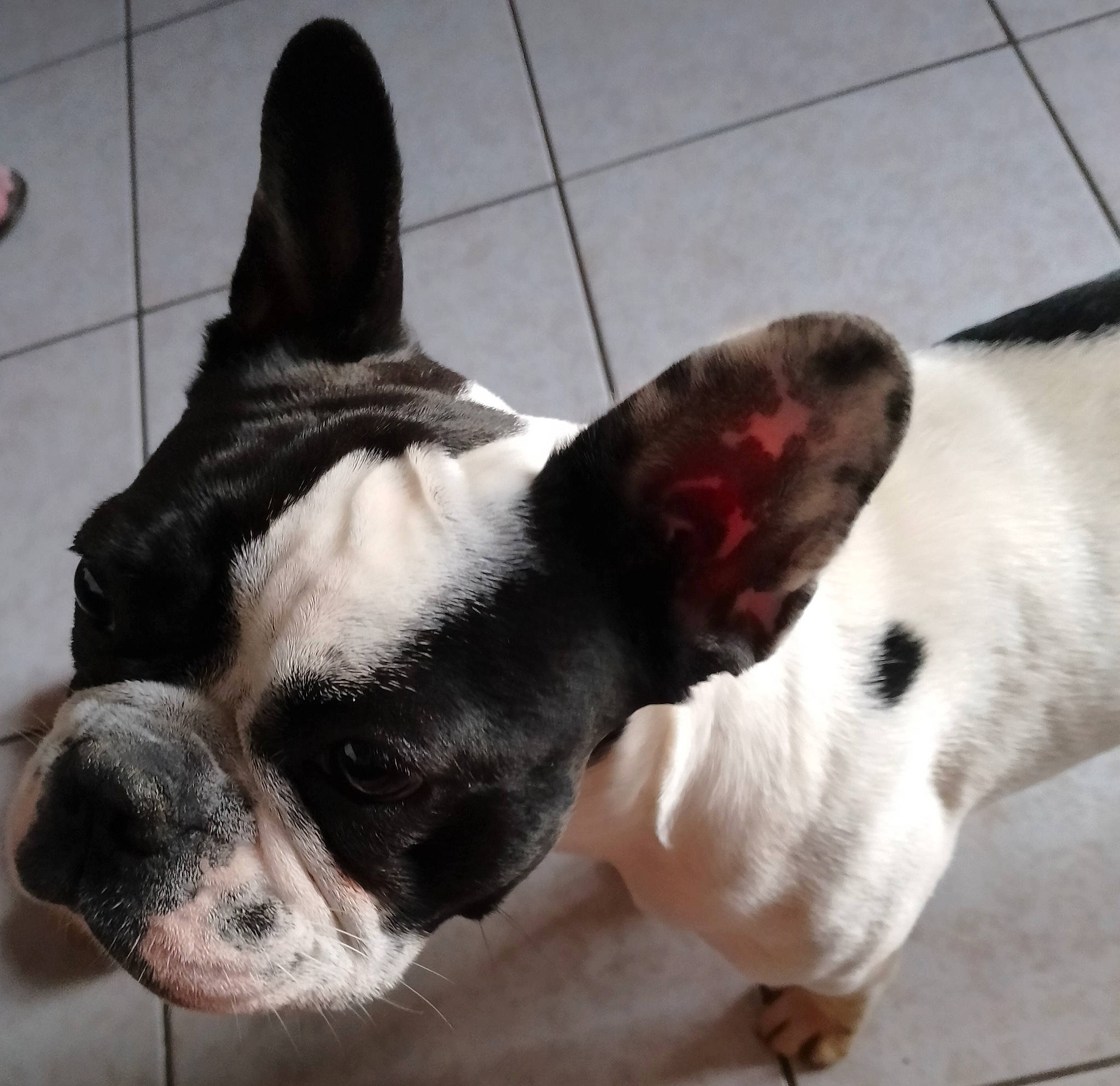 Sushi a rejoint le concours — aidez-le/la à gagner de superbes lots ! boston_terrier, canidae, carnivore, collar, comfort, companion_dog, dog, dog_breed, ear, eye, fawn, fur, head, jaw, paw, snout, sporting_group, whiskers, working_animal, wrinkle