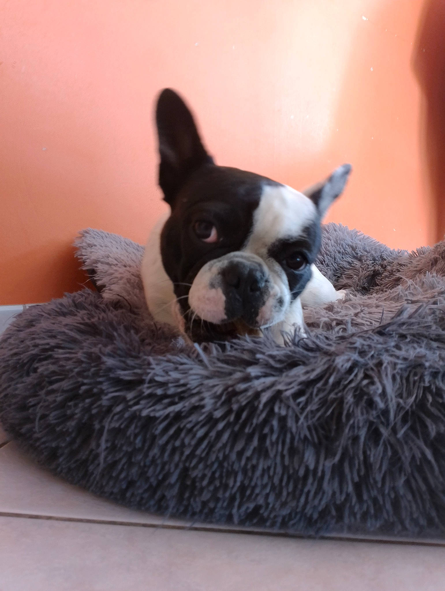 Sushi a rejoint le concours — aidez-le/la à gagner de superbes lots ! boston_terrier, canidae, carmine, carnivore, comfort, companion_dog, dog, dog_breed, fawn, flooring, fur, hardwood, non_sporting_group, snout, sporting_group, tail, terrestrial_animal, whiskers, wood, working_animal