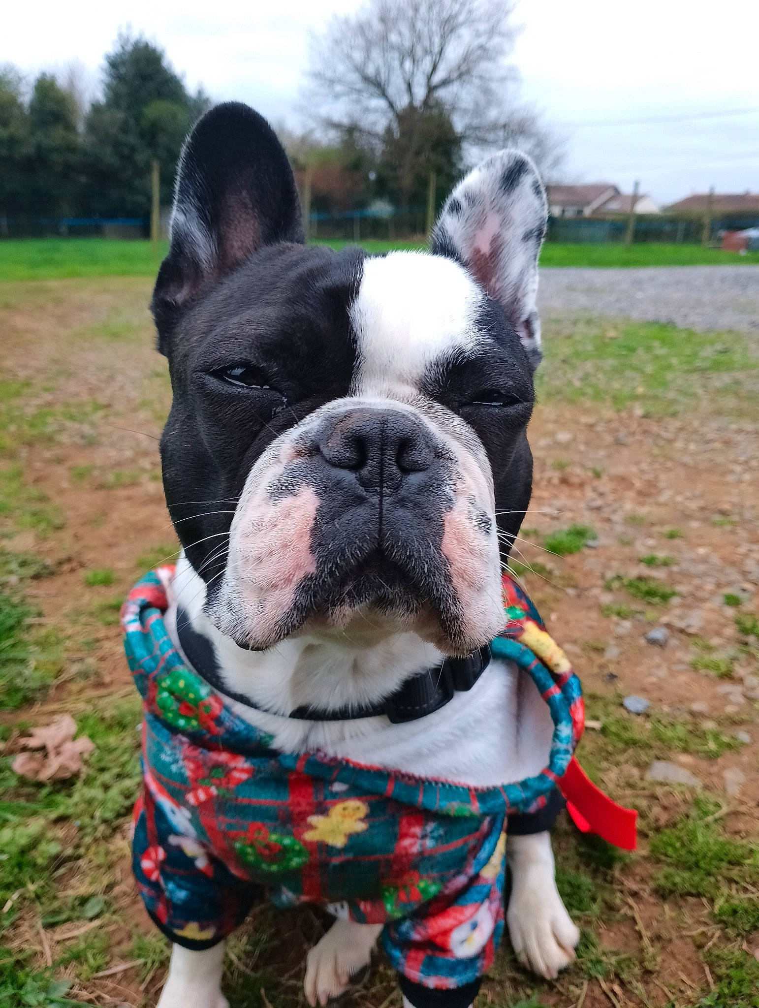 Sushi participe au concours pour gagner de l'argent avec cette photo : adventure, bulldog, canidae, carnivore, collar, companion_dog, dog, dog_breed, dog_collar, dog_supply, fawn, grass, leash, leisure, plant, sky, snout, sporting_group, tree, working_animal