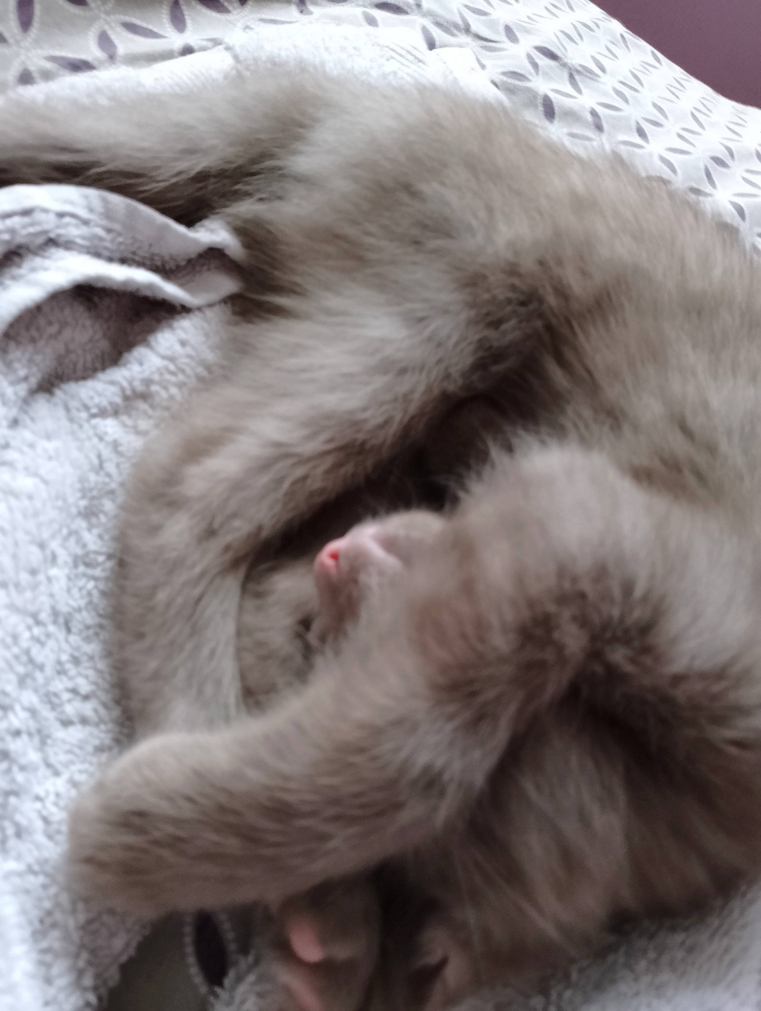 Sidney a rejoint le concours — aidez-le/la à gagner de superbes lots ! carnivore, cat, claw, comfort, domestic_short_haired_cat, felidae, fur, grey, nap, paw, sleep, small_to_medium_sized_cats, tail, terrestrial_animal, whiskers