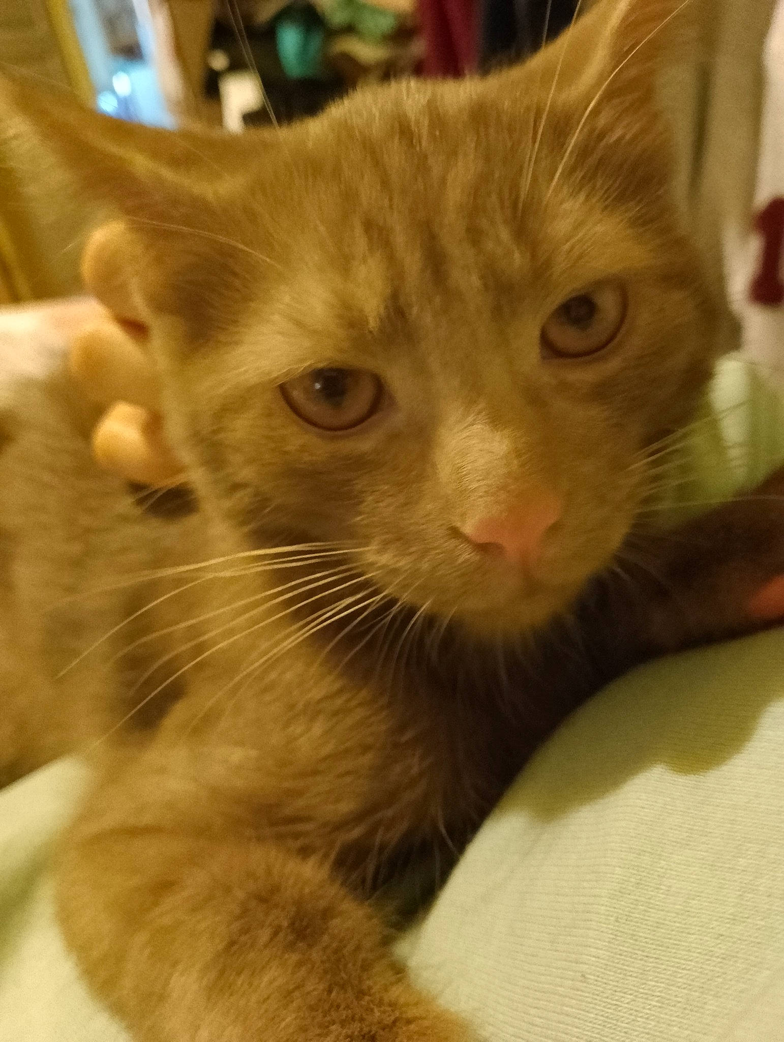 Sidney participe au concours pour gagner de l'argent avec cette photo : carnivore, cat, claw, close_up, domestic_short_haired_cat, ear, eye, fawn, felidae, fur, head, mammal, paw, small_to_medium_sized_cats, snout, tail, whiskers