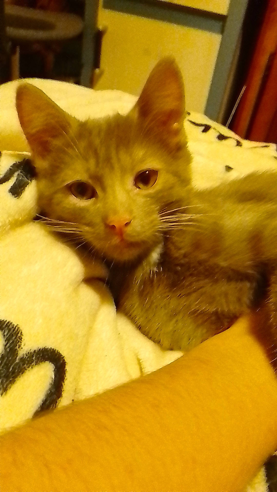 Sidney a rejoint le concours — aidez-le/la à gagner de superbes lots ! carnivore, cat, claw, comfort, couch, domestic_short_haired_cat, ear, fawn, felidae, fur, gesture, nap, paw, small_to_medium_sized_cats, snout, tail, thai, whiskers