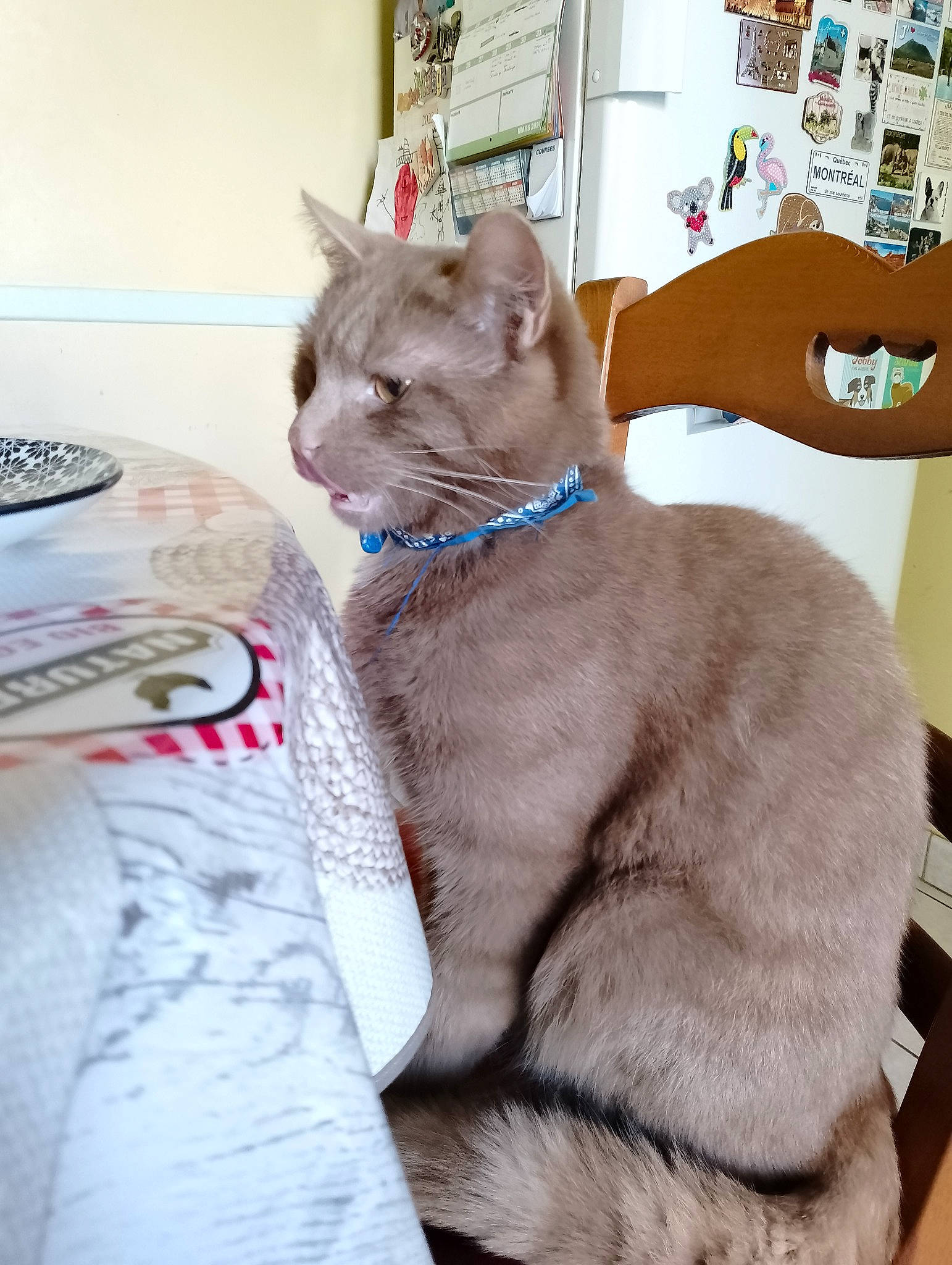 Sidney participe au concours pour gagner de l'argent avec cette photo : carnivore, cat, cat_supply, collar, comfort, domestic_short_haired_cat, fawn, felidae, fur, paw, pet_supply, small_to_medium_sized_cats, snout, tail, terrestrial_animal, whiskers, window