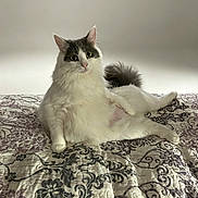 Rafferty is registered to the contest to win money with this photo: cat, fluffy, white, gray, pet, animal, lying_down, bedspread, quilt, patterned, indoor, relaxed, curious, feline, ears, tail, paw, portrait, cute, domestic_animal