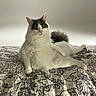 cat, fluffy, white, gray, pet, animal, lying_down, bedspread, quilt, patterned, indoor, relaxed, curious, feline, ears, tail, paw, portrait, cute, domestic_animal