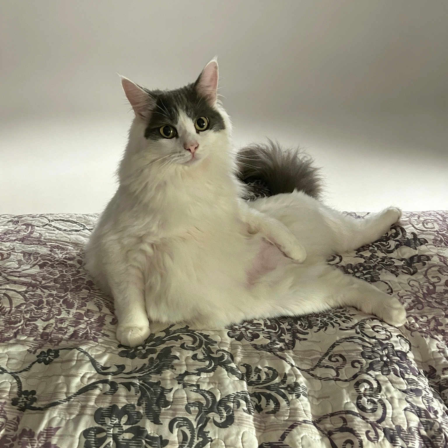 Rafferty is registered to the contest to win money with this photo: cat, fluffy, white, gray, pet, animal, lying_down, bedspread, quilt, patterned, indoor, relaxed, curious, feline, ears, tail, paw, portrait, cute, domestic_animal