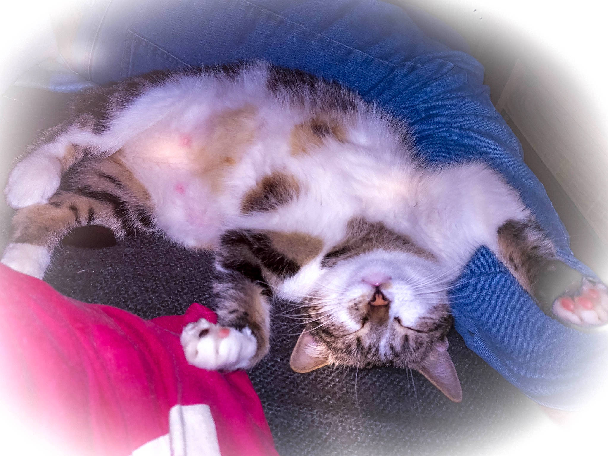 Chippie a rejoint le concours — aidez-le/la à gagner de superbes lots ! canidae, carnivore, cat, cat_supply, claw, comfort, domestic_short_haired_cat, ear, felidae, fur, nap, paw, sleep, small_to_medium_sized_cats, snout, sporting_group, tail, whiskers