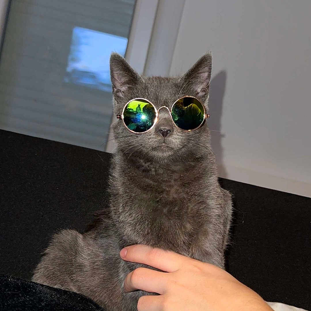 Basalte participe au concours pour gagner de l'argent avec cette photo : accessories, animal, bodypart, cat, couch, face, finger, glasses, hand, head, homedecor, indoors, interiordesign, kitten, manx, person, pet, photography, portrait, sunglasses