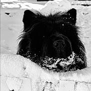 Sydney a rejoint le concours — aidez-le/la à gagner de superbes lots ! dog, black_dog, snow, snow_covered, fence, outdoor, winter, pet, animal, curious, fluffy, fur, yard, backyard, cold, nature, daylight, closeup, canine, playful