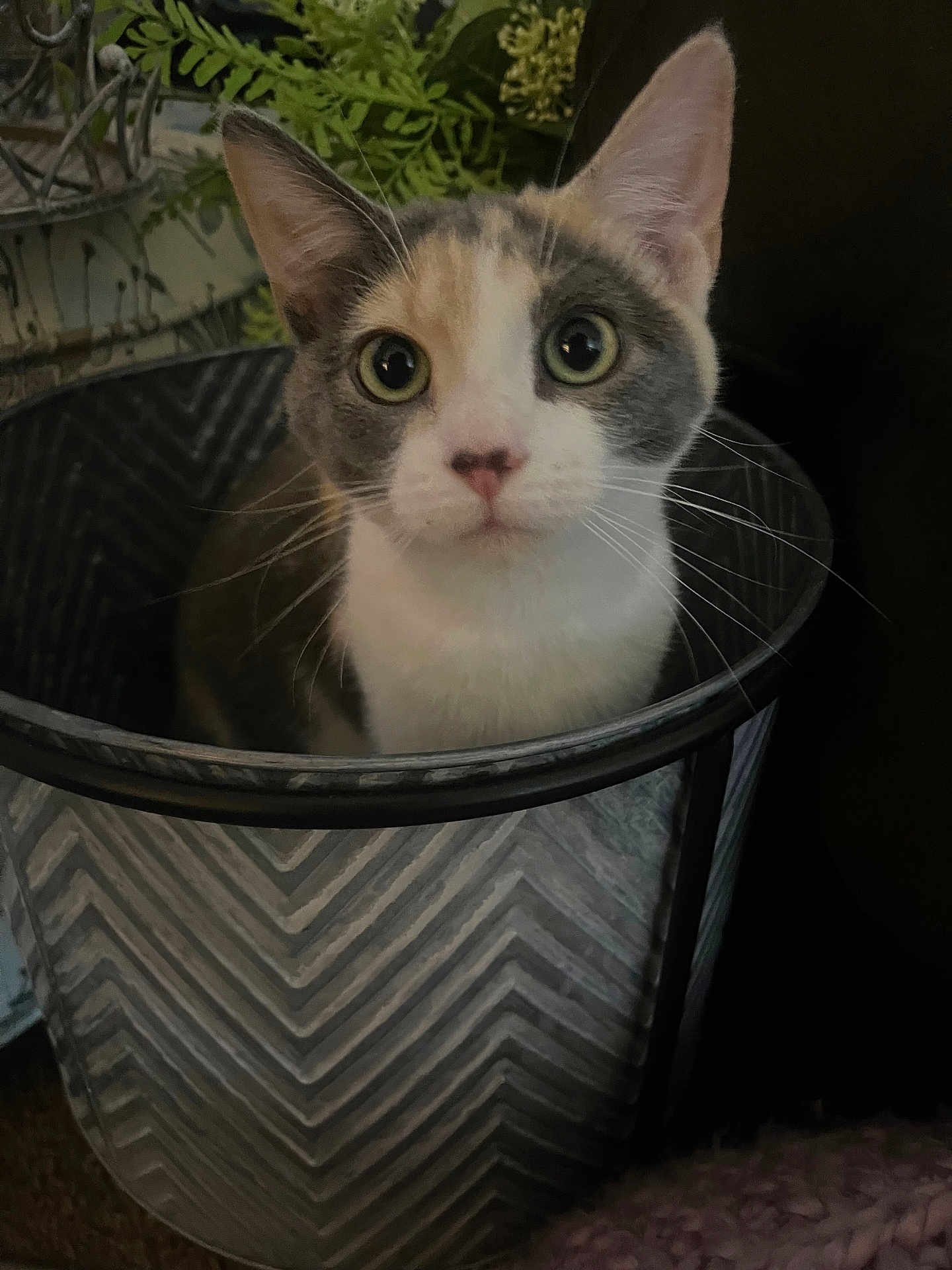 Stella