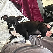 Cinder joined the competition — help win amazing prizes! dog, black_and_white, pet, lap, indoor, person, clothing, jacket, couch, relaxed, small_dog, animal, paw, face, looking, comfort, cozy, home, seated, resting