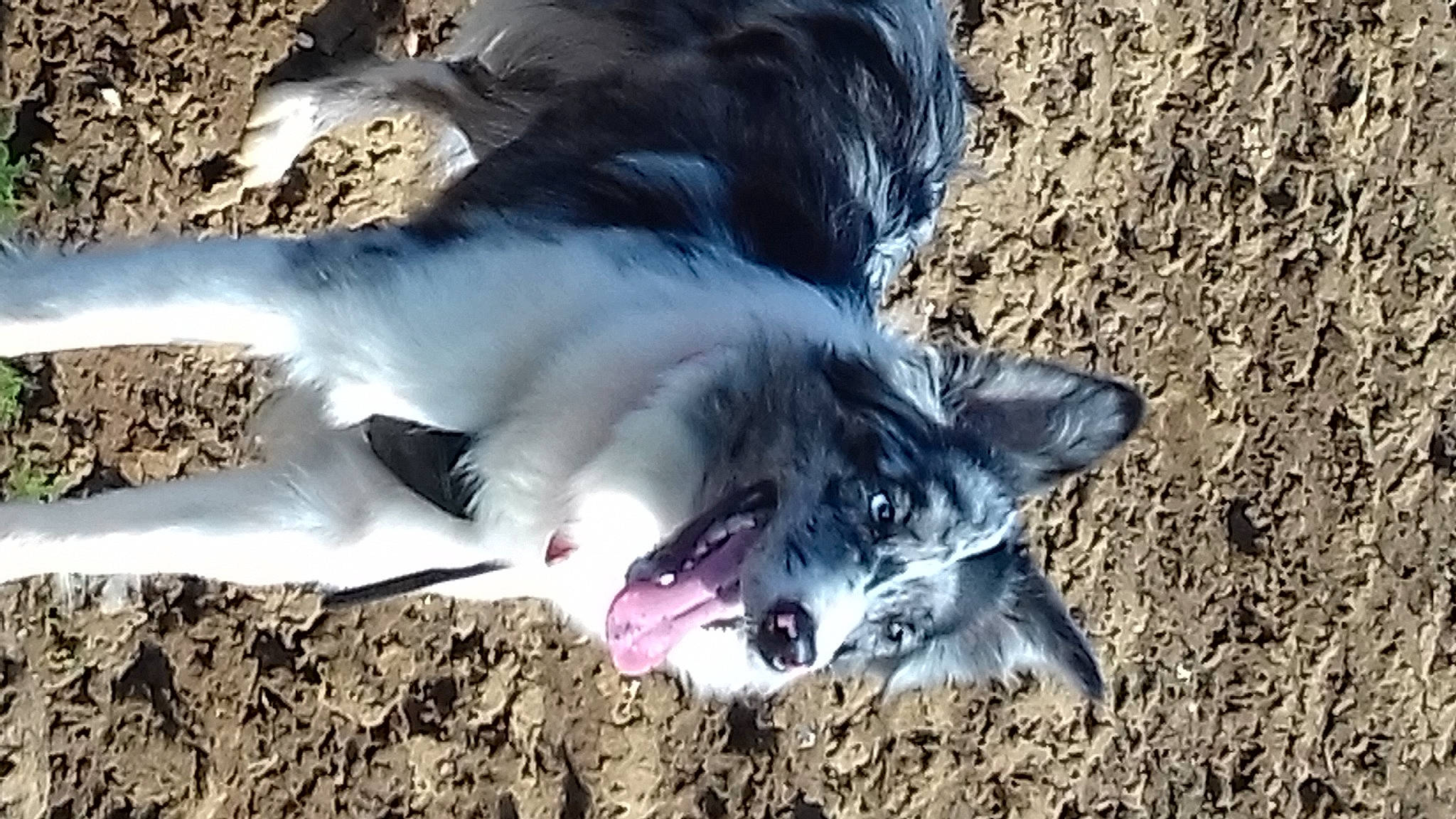 Nala