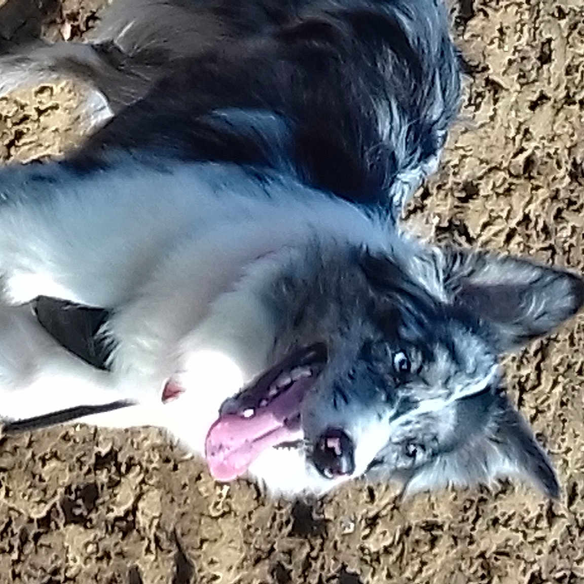 Nala