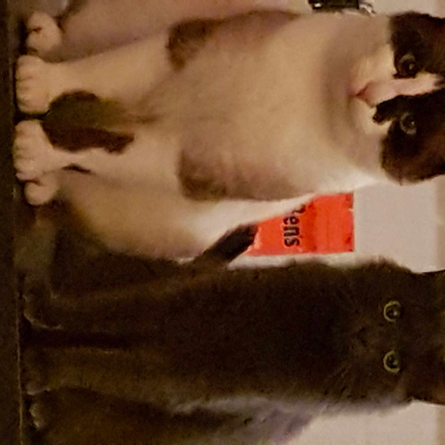 Les Amoureux