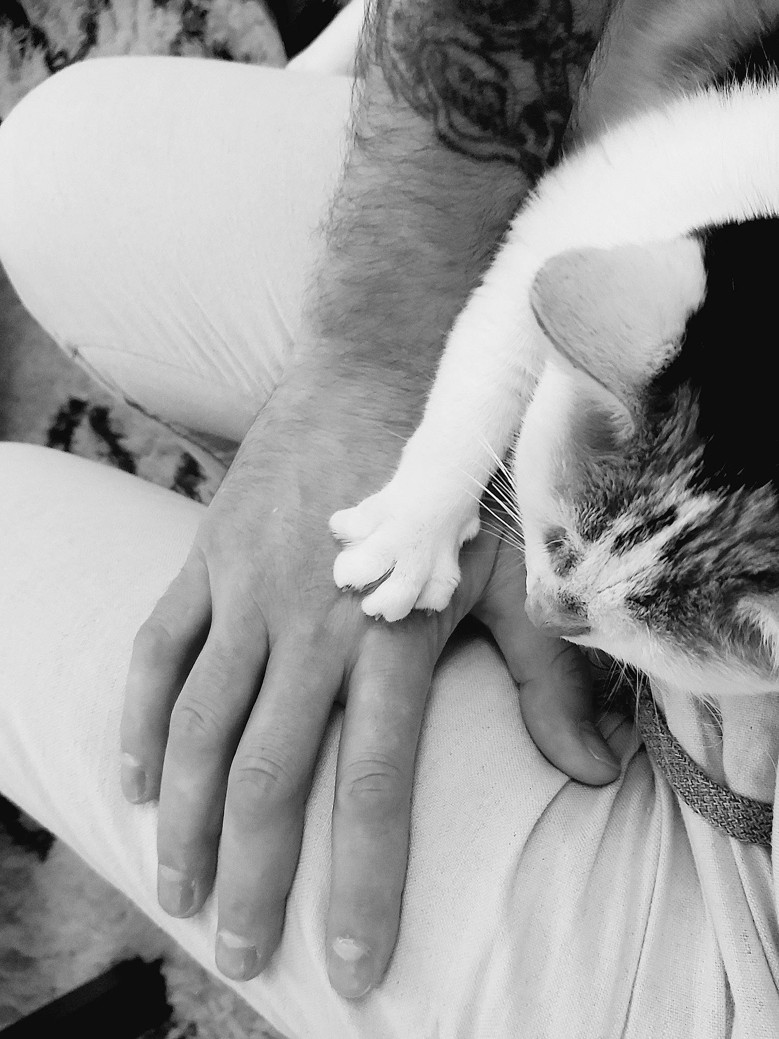 Cacahuette participe au concours pour gagner de l'argent avec cette photo : arm, black_and_white, cat, felidae, finger, fur, gesture, hand, holding_hands, interaction, leg, love, monochrome, monochrome_photography, paw, photograph, photography, snapshot, whiskers, white