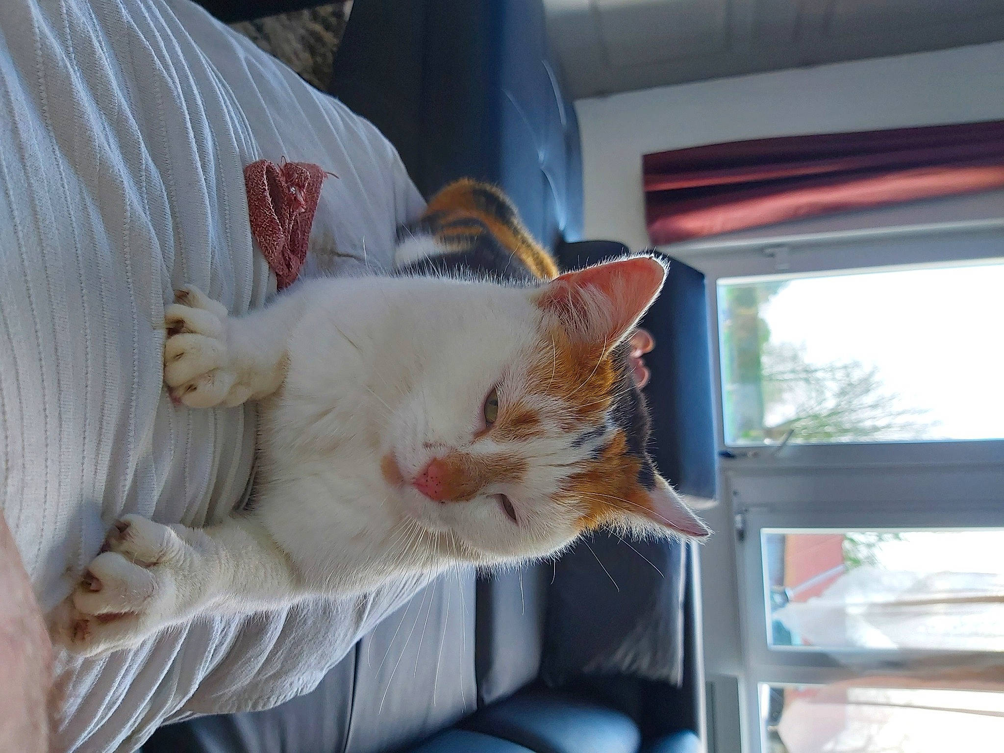 Cacahuette participe au concours pour gagner de l'argent avec cette photo : aegean_cat, asian, burmilla, carnivore, cat, colorpoint_shorthair, domestic_short_haired_cat, ear, european_shorthair, fawn, felidae, german_rex, kitten, nap, polydactyl_cat, small_to_medium_sized_cats, tail, turkish_angora, turkish_van, whiskers