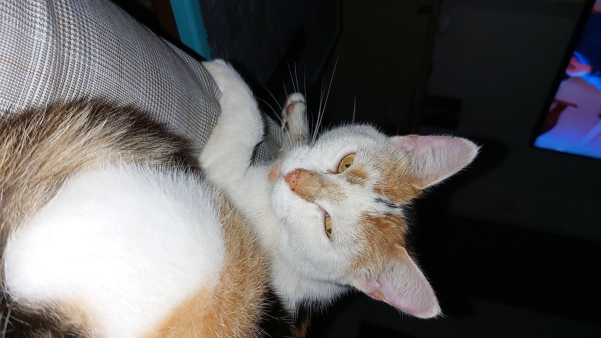 Cacahuette a rejoint le concours — aidez-le/la à gagner de superbes lots ! aegean_cat, asian, carnivore, cat, claw, colorpoint_shorthair, ear, fawn, felidae, fur, german_rex, kitten, mammal, nap, oriental_longhair, singapura, small_to_medium_sized_cats, snout, turkish_van, whiskers