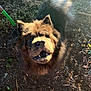 Goomba is registered to the contest to win money with this photo: animal, canine, chow_chow, curly_tail, daylight, dog, ears, earth, fluffy, fur, garden_tool, happy, leaf, looking_up, mouth_open, nature, outdoor, pet, soil, sunlight