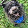 dog, fluffy, black_coat, blue_bandana, grass, outdoor, happy, tongue_out, pet, canine, leash, nature, playful, close_up, animal, cute, smiling, fur, sitting, daylight