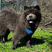 Goomba is registered to the contest to win money with this photo: dog, black_dog, fluffy, blue_scarf, grass, flowers, sunlight, outdoor, nature, pet, canine, tongue_out, playful, fence, branches, spring, animal, standing, daylight, cute