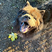 Goomba is registered to the contest to win money with this photo: animal, brown_fur, canine, close_up, dirt, dog, fluffy, footwear, garden_rake, happy, leaf, looking_up, natural_light, outdoor, paw, pet, smiling, snout, sunlight, tongue_out